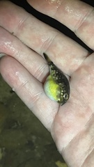 Chelonodontops patoca