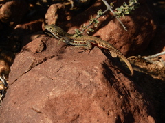 Pedioplanis lineoocellata