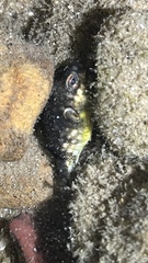 Chelonodontops patoca