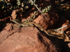 Pedioplanis lineoocellata