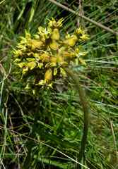 Asclepias macropus
