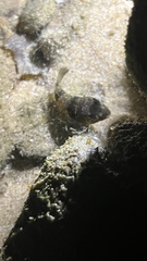 Chelonodontops patoca