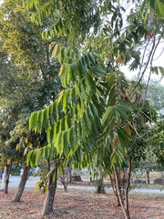 Glochidion philippicum