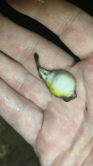 Chelonodontops patoca