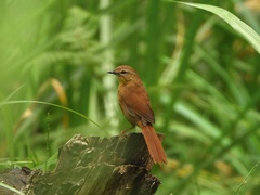 Bradypterus cinnamomeus