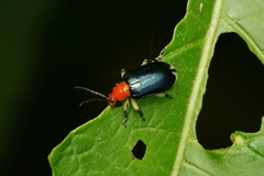 Lema apicalis