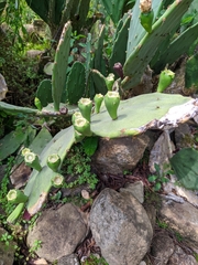 Opuntia
