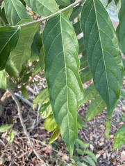 Glochidion philippicum