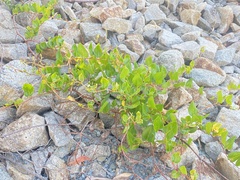 Muehlenbeckia adpressa