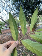 Glochidion philippicum