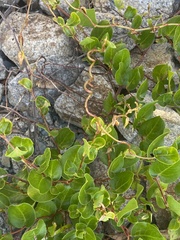 Muehlenbeckia adpressa