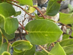 Muehlenbeckia adpressa