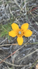 Dyssodia tagetiflora