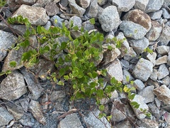 Muehlenbeckia adpressa