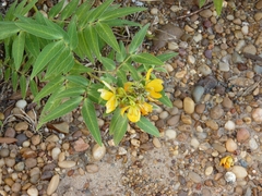 Senna scabriuscula
