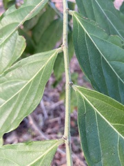 Glochidion philippicum