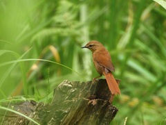 Bradypterus cinnamomeus