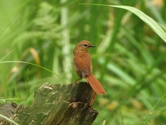 Bradypterus cinnamomeus
