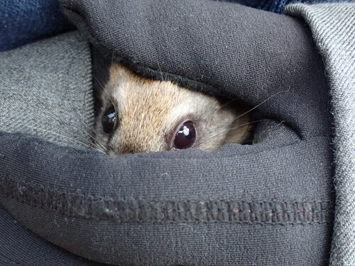 Carolina Northern Flying Squirrel photographed in North Carolina