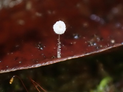 Mycena punkissima