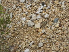 Dolycoris
