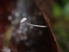 Mycena punkissima