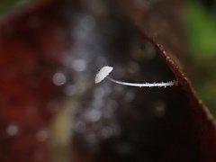 Mycena punkissima
