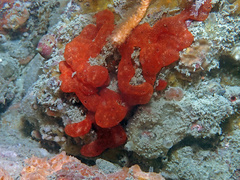Polysyncraton lacazei