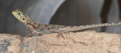 Agama lionotus