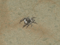Gedea flavogularis