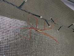 Tropidoderus childrenii