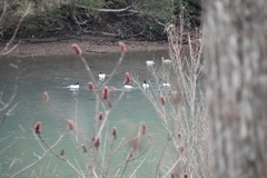 Mergus merganser americanus