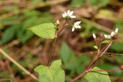 Persicaria biconvexa