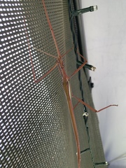 Tropidoderus childrenii