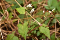 Persicaria biconvexa