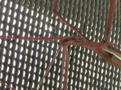 Tropidoderus childrenii