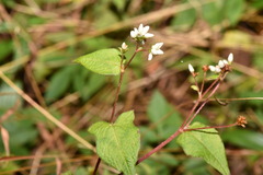 Persicaria biconvexa
