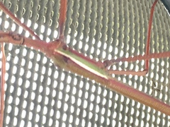 Tropidoderus childrenii