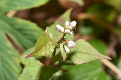 Persicaria biconvexa