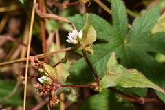 Persicaria biconvexa