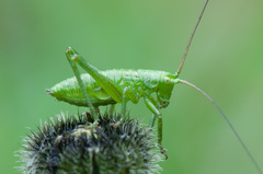 Tettigonia