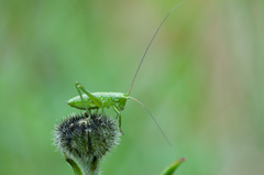 Tettigonia