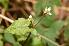 Persicaria biconvexa