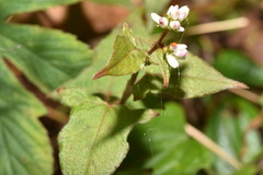 Persicaria biconvexa