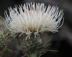 Cirsium cymosum