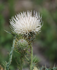 Cirsium cymosum