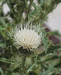 Cirsium cymosum