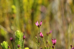 Erica cristata
