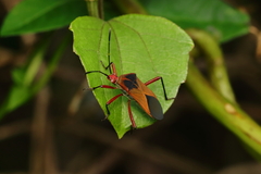 Hypselonotus bitrianguliger