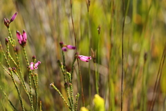 Erica cristata